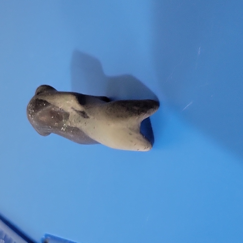 Soapstone Dachsund Crysral Dog - Picture 4 of 10